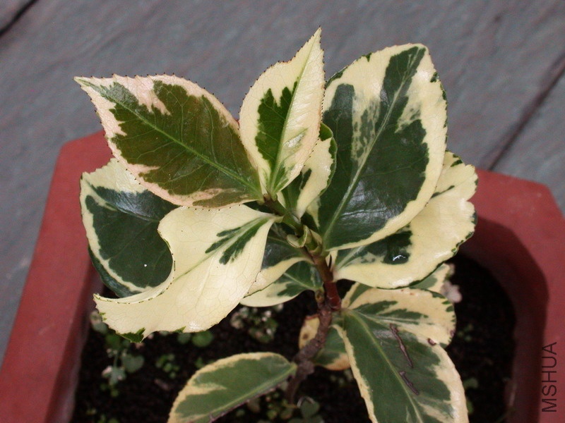 ��Ҷ��¶��