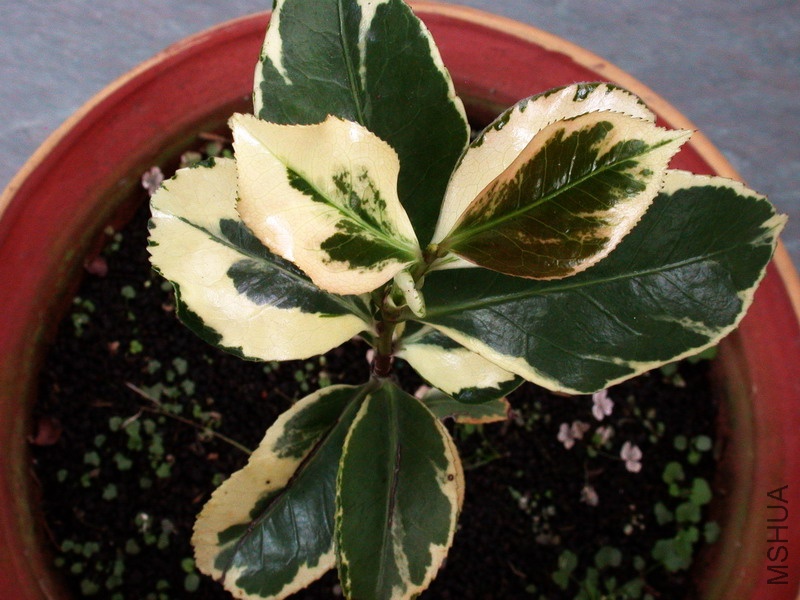 ��Ҷ��¶��