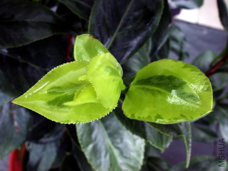 ����һ��