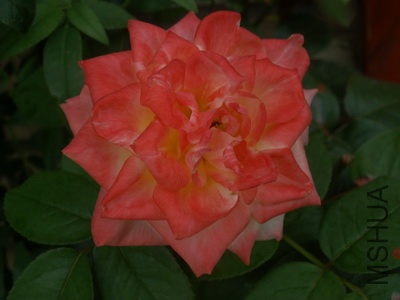 ���� (1).jpg