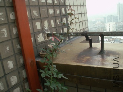 ���ʺ� (2).jpg