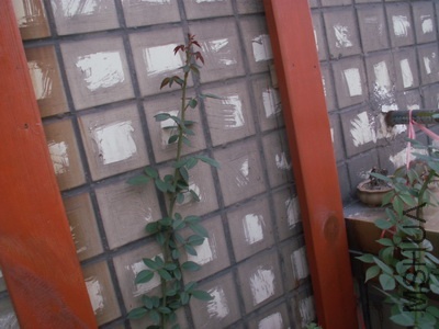 ���ʺ� (3).jpg