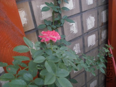 ���ʺ� (1).jpg