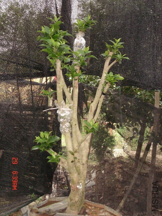 DSC00009-1.JPG