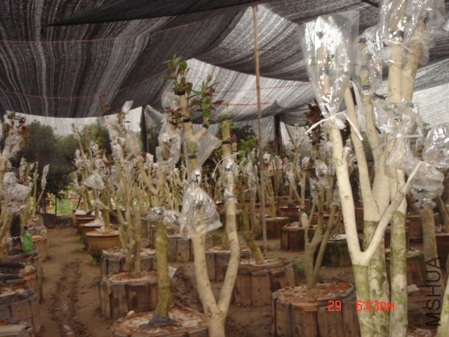 DSC00027.JPG