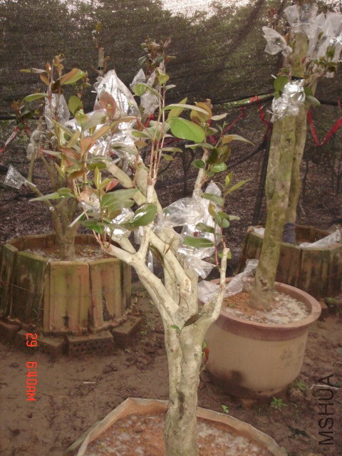 DSC00012.JPG