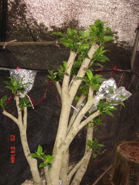 DSC00016.JPG