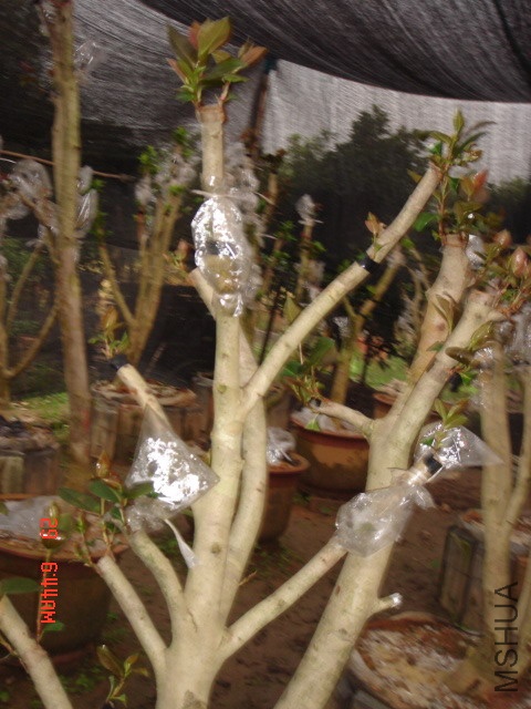 DSC00032.JPG