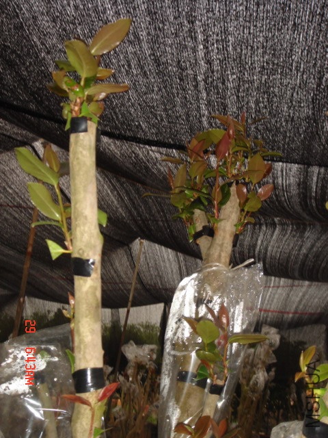 DSC00026.JPG