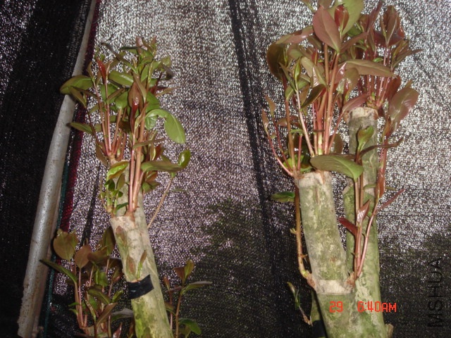 DSC00015.JPG