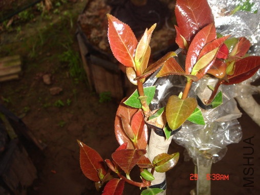DSC00005.JPG