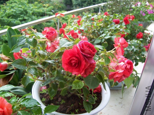 20100729 002.jpg