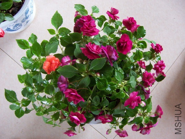 20100729 012.jpg
