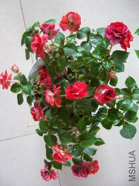 20100729 014.jpg