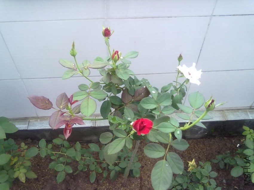 20100729206.jpg