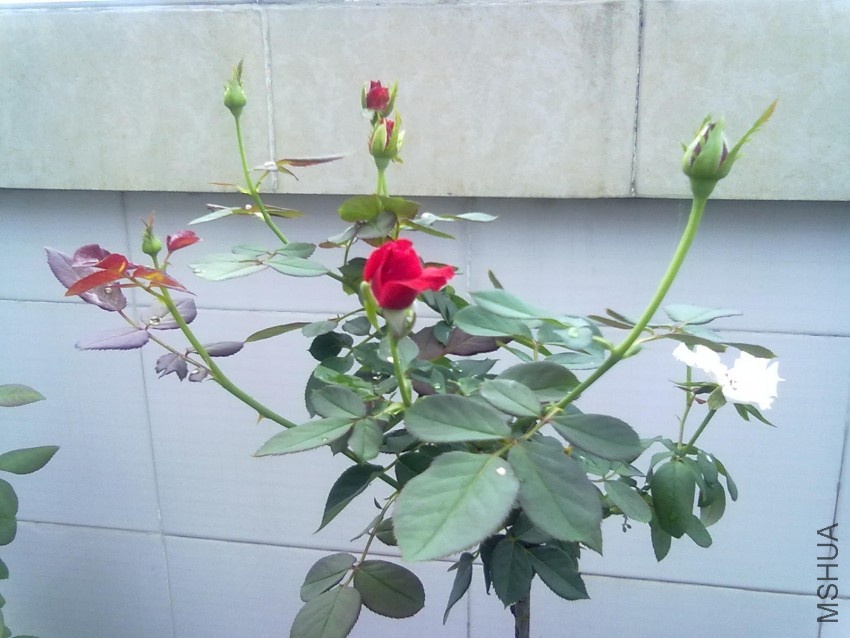 20100729207.jpg