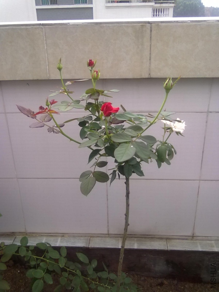 20100729208.jpg