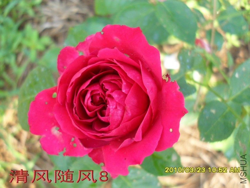 ��ɫ����԰11 (2).jpg