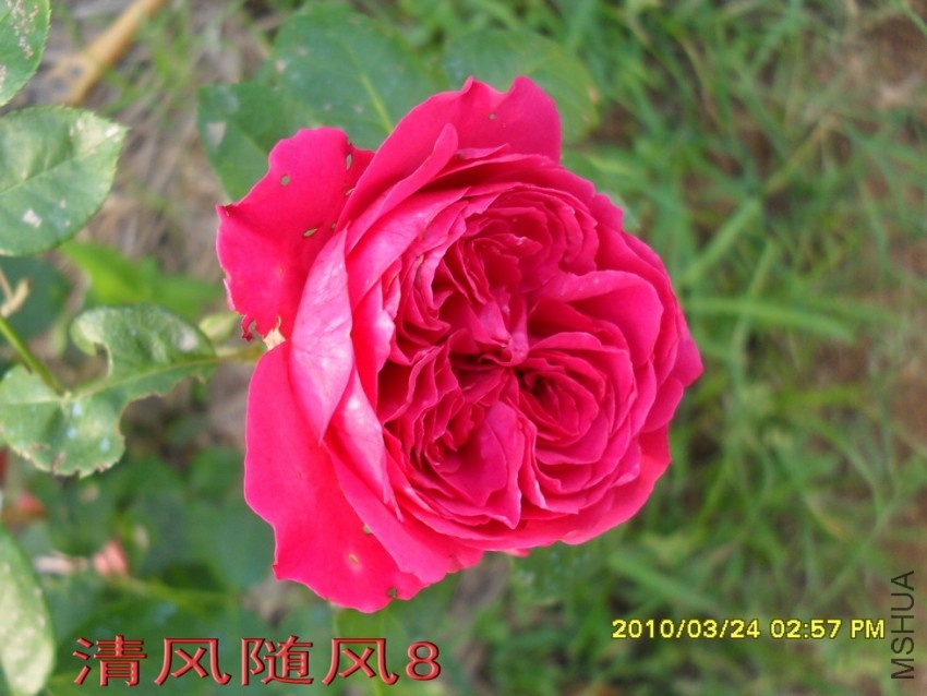 ��ɫ����԰11 (6).jpg