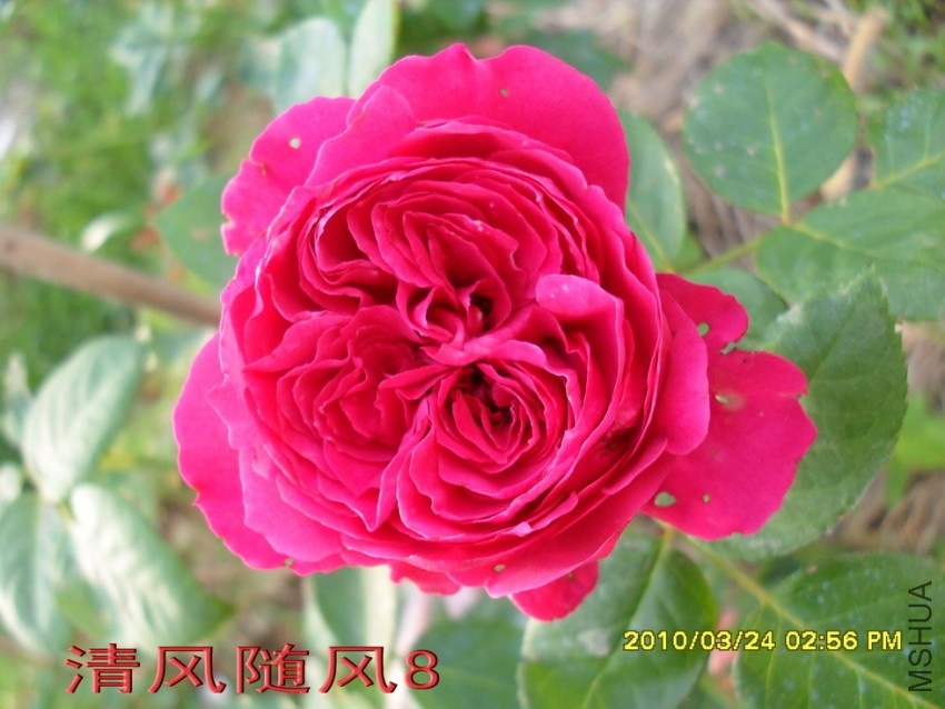 ��ɫ����԰11 (5).jpg