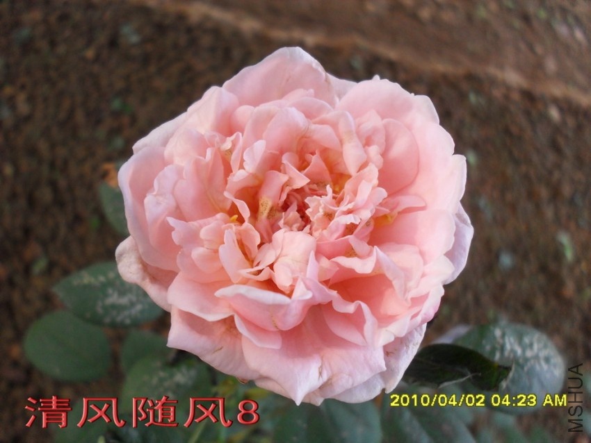 �����ֵ�11 (2).jpg