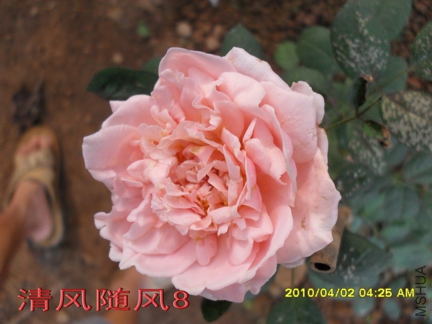 �����ֵ�11 (5).jpg