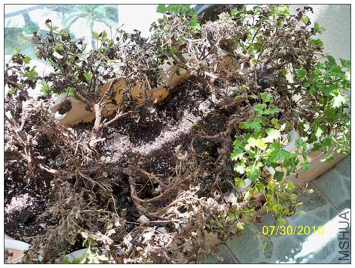 ��ή����ʹ֮��