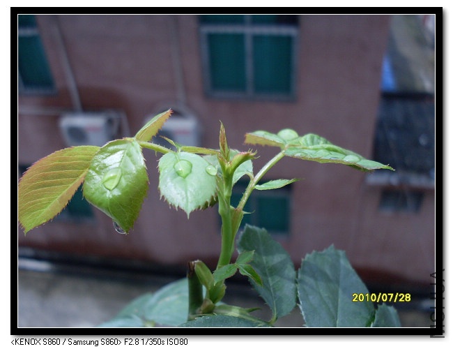 ���ĸ���