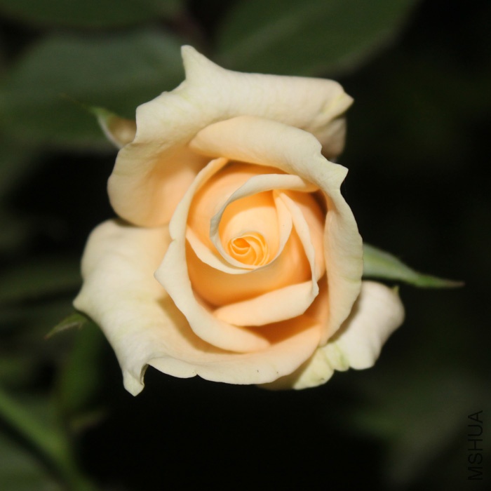 IMG_9897.jpg