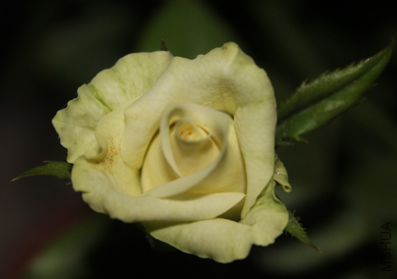 IMG_9898.jpg