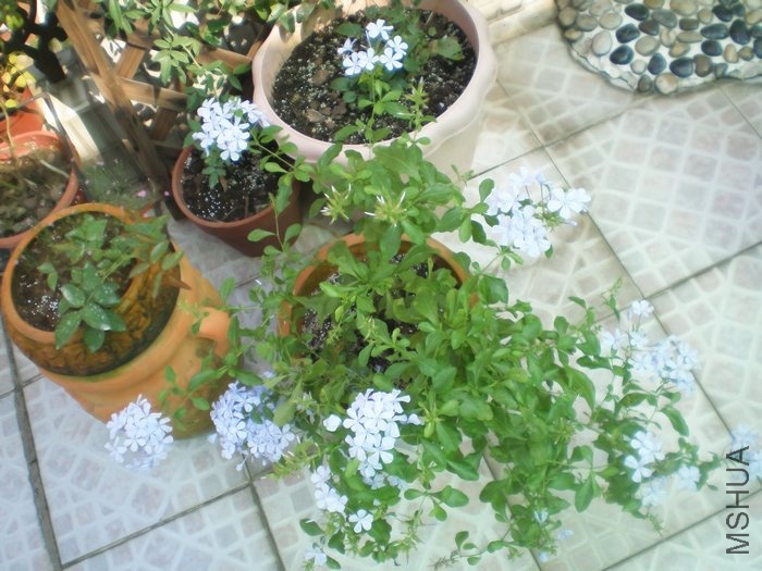 P8010187.JPG