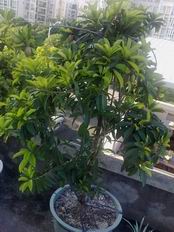 ����ʲô������ 