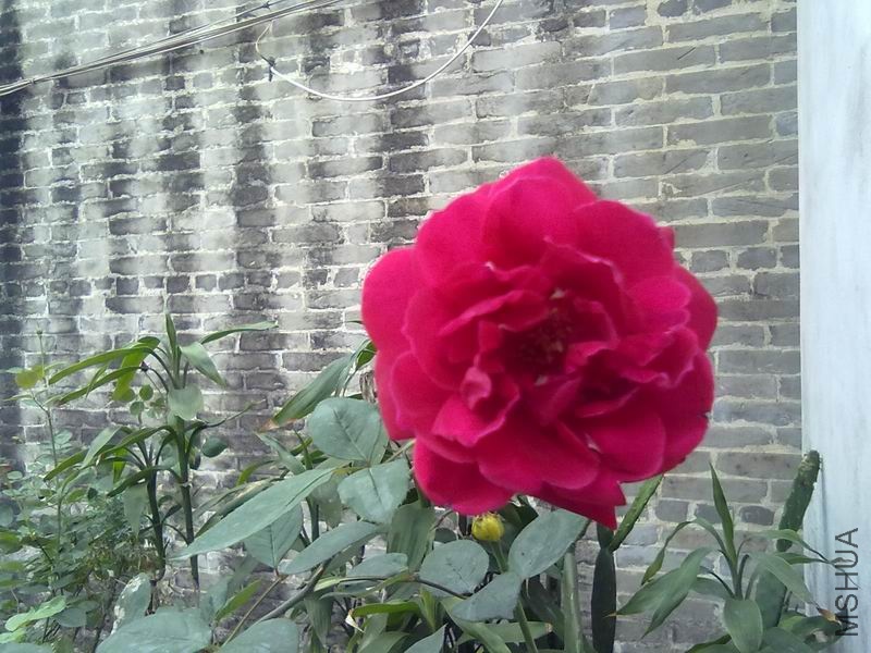 ������С 20100423094.jpg