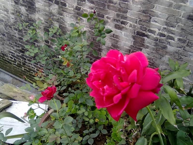 ������С 20100423098.jpg