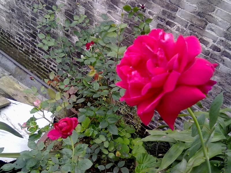 ������С 20100423099.jpg