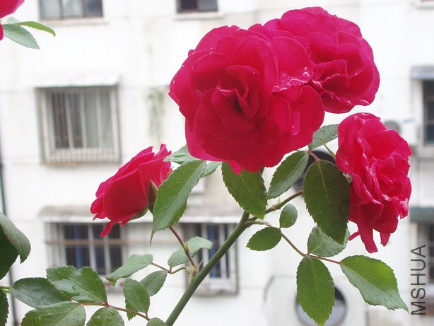 P6100099_��С��С.JPG