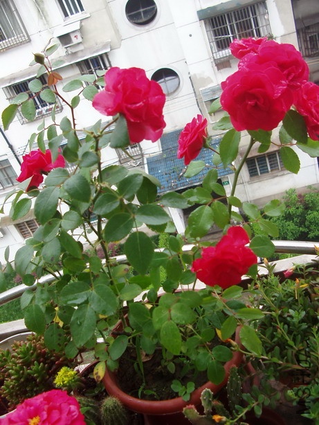 P6100102_��С��С.jpg