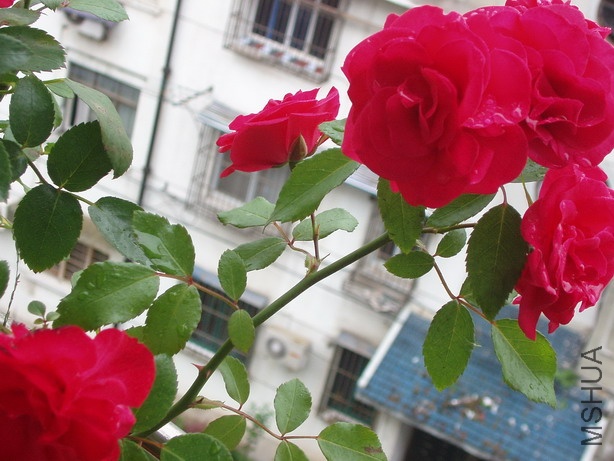 P6100098_��С��С.JPG
