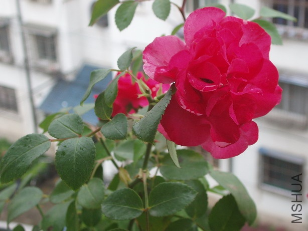 P6100101_��С��С.JPG