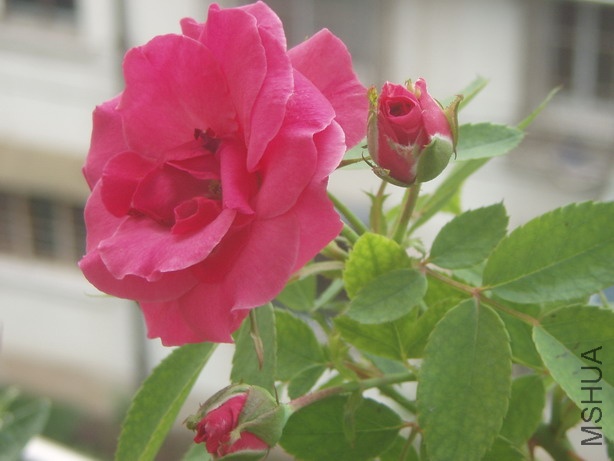P8010175_��С��С.JPG