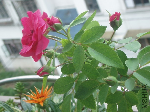 P8010174_��С��С.JPG