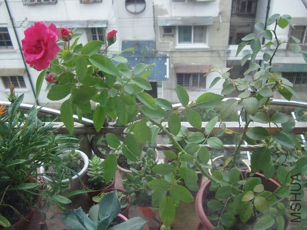 P8010173_��С��С.JPG