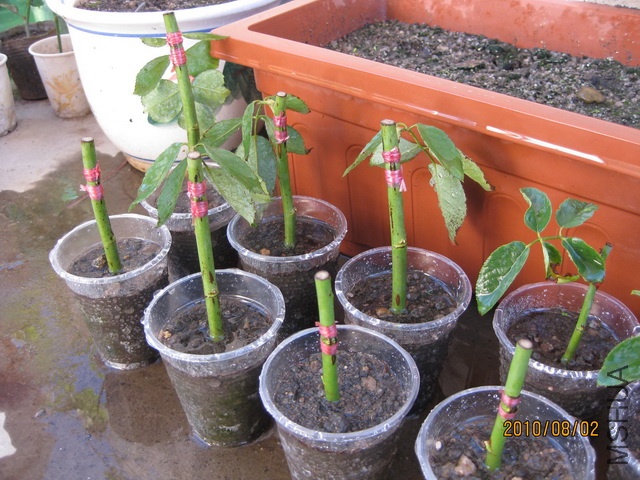 ��Ƭ 438_resize.jpg