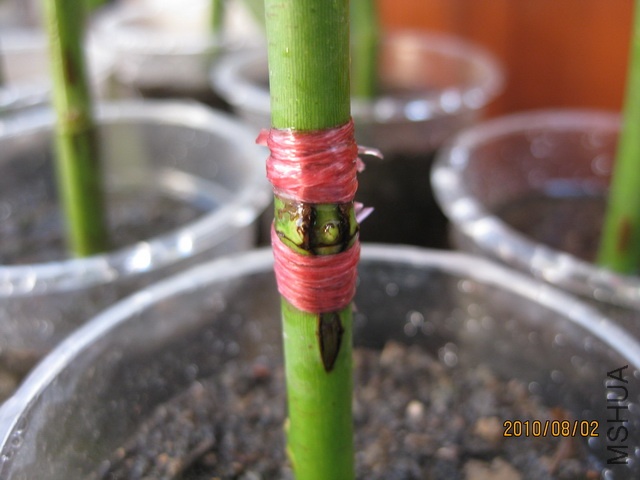 ��Ƭ 439_resize.jpg