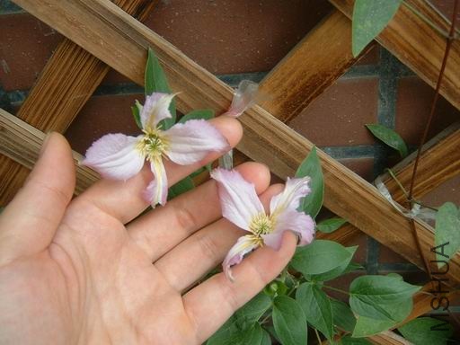 ������С al-05.JPG