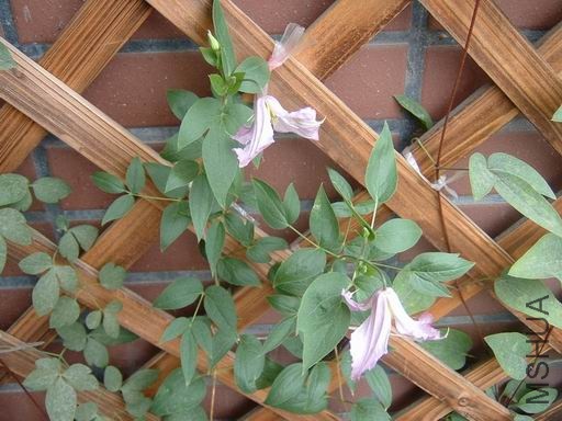 ������С al-03.JPG