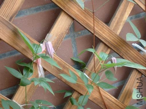 ������С al-02.JPG