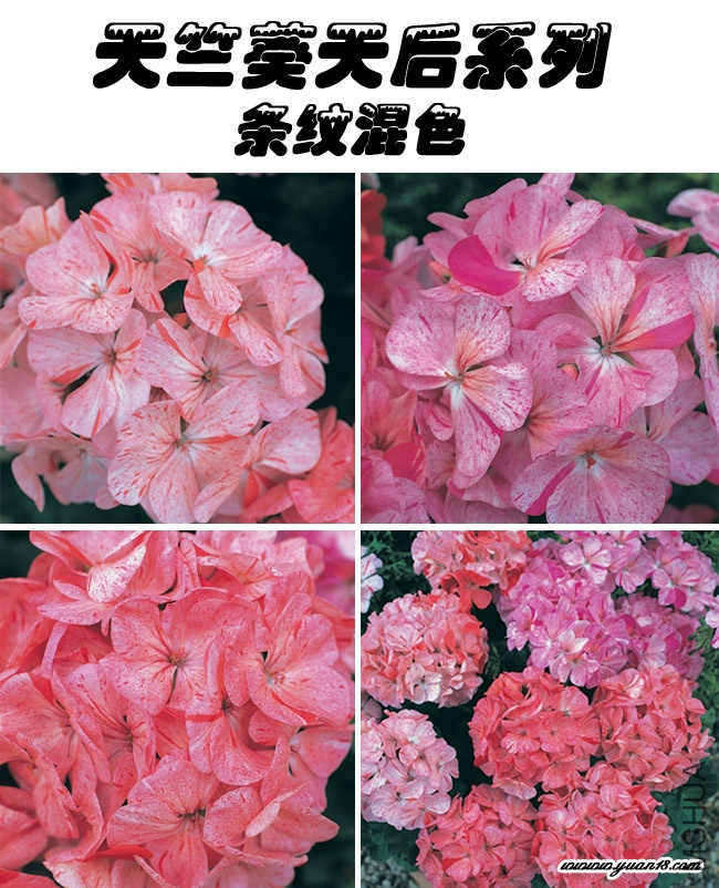 F96 ���ÿ�������ƻ�ɫ-1.jpg