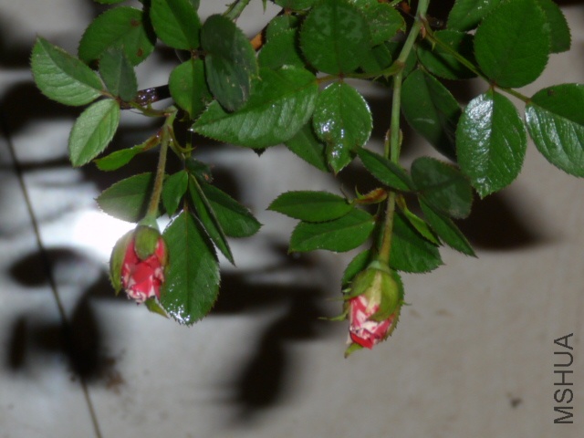 P1070310.JPG