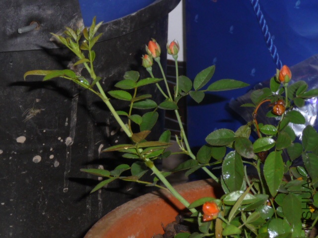 P1070321.JPG
